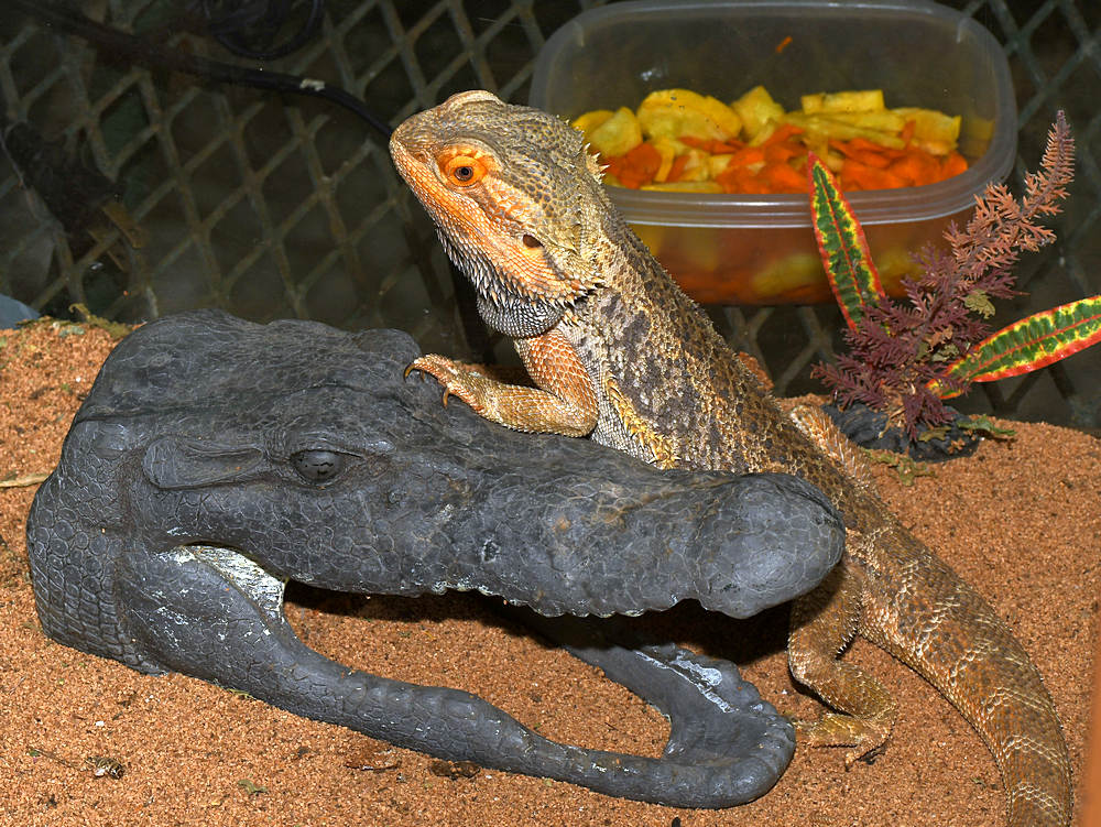 DragonLizard2.jpg