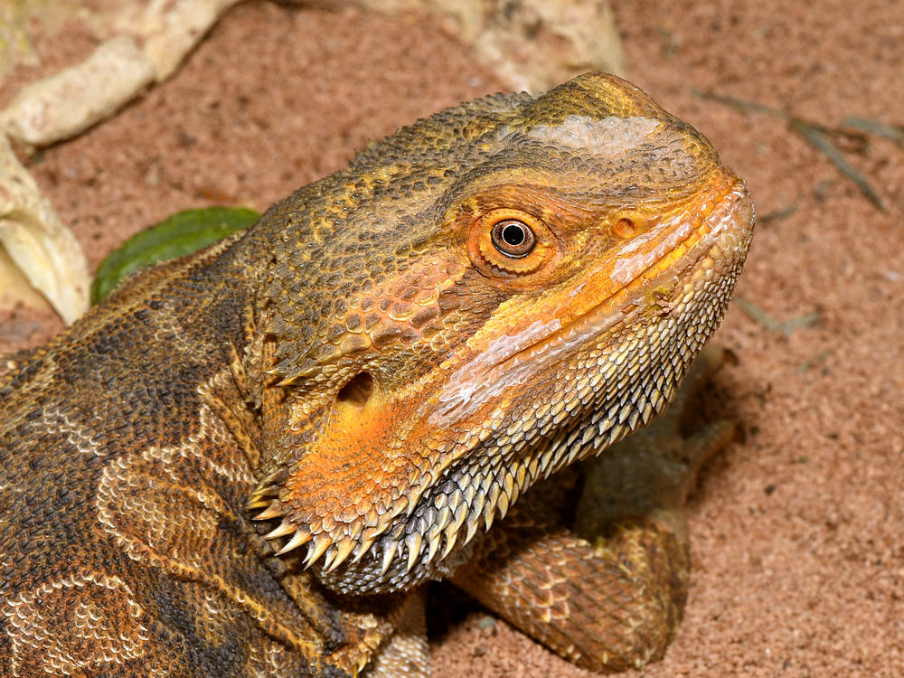 DragonLizard3.jpg