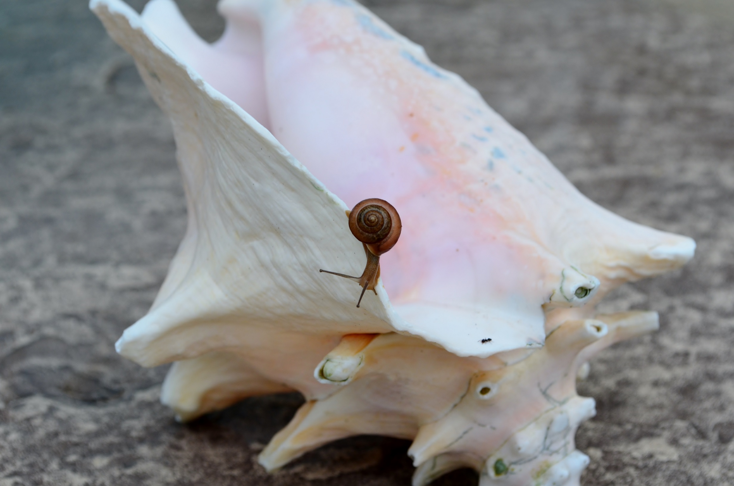 Dream Big Snail 1.jpg