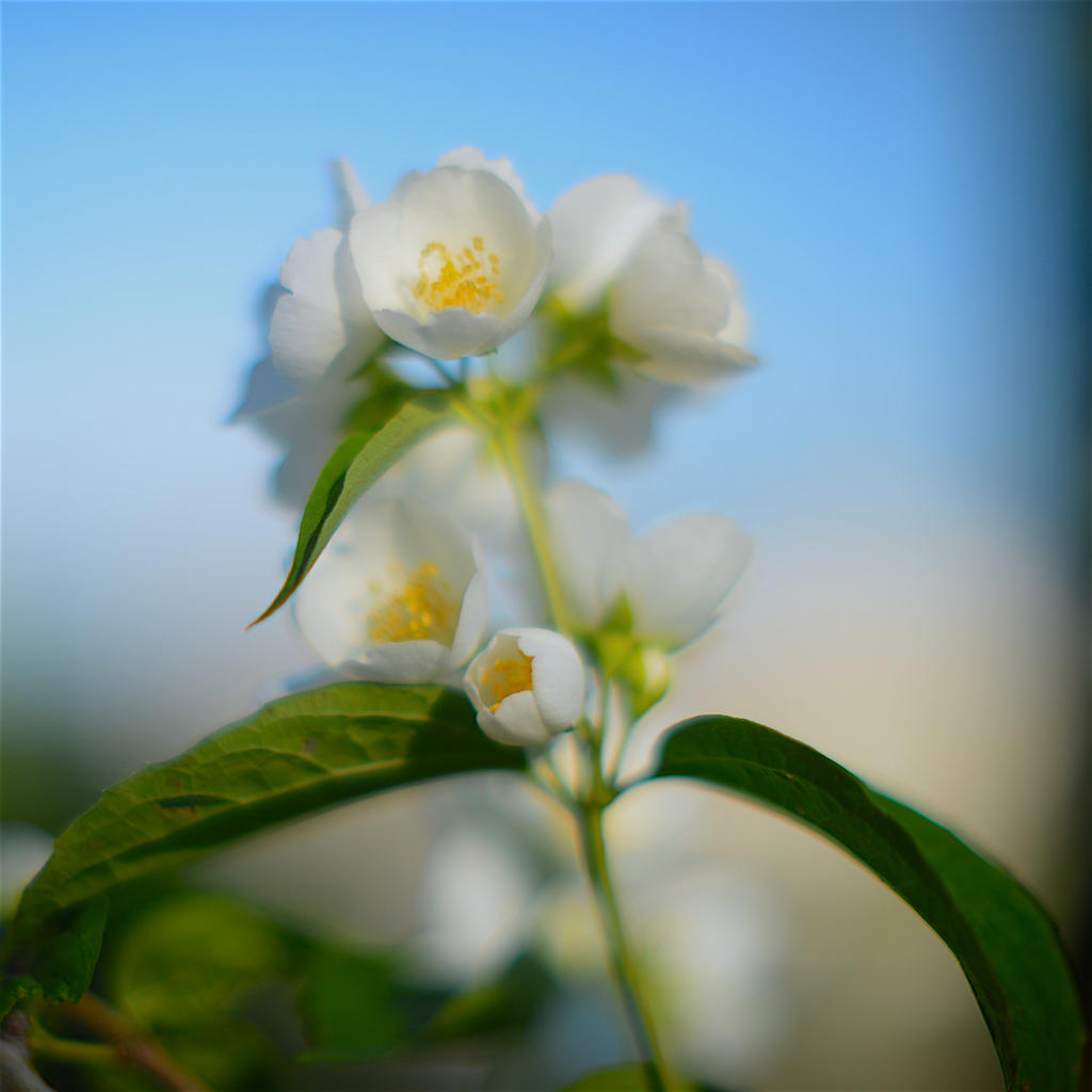 Dreamy bokeh 2.jpg