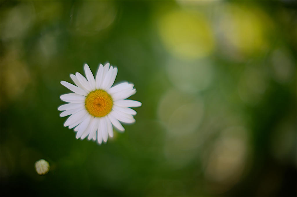 Dreamy bokeh 3.jpg