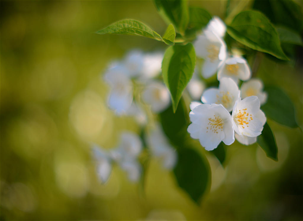 Dreamy bokeh.jpg