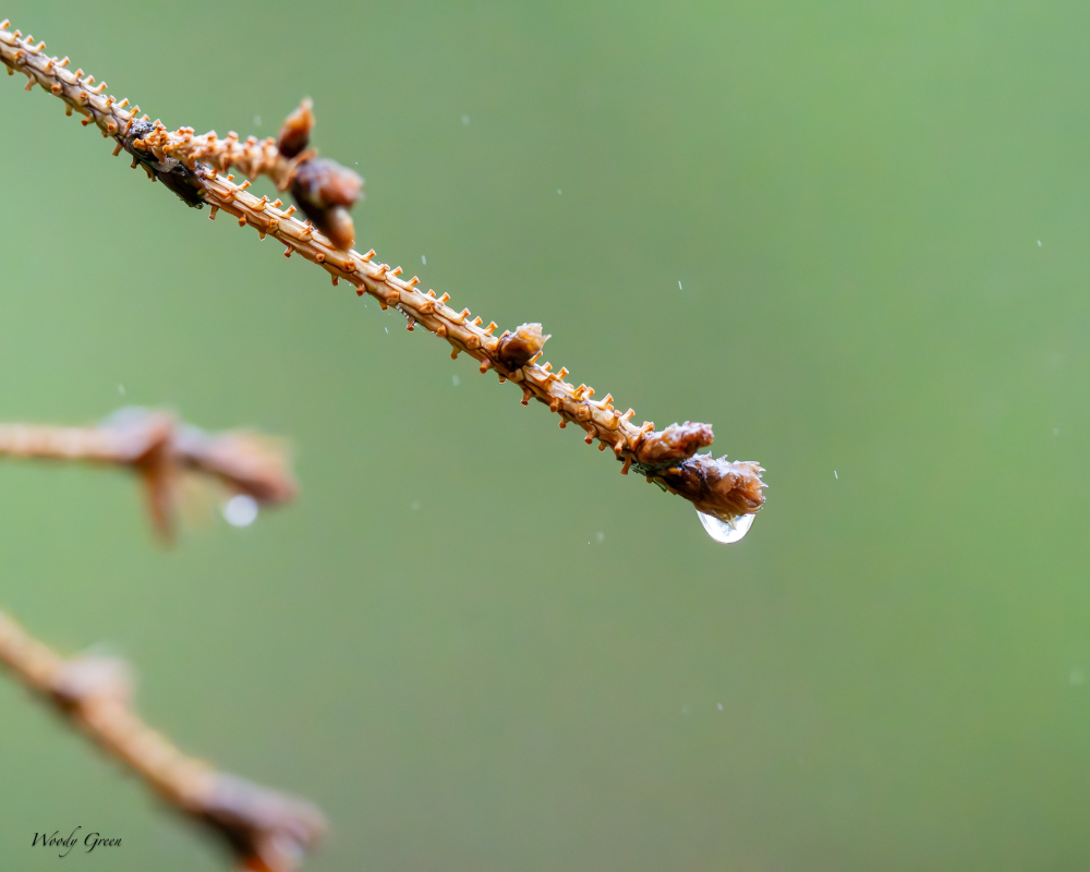 Drop-113_001.JPG
