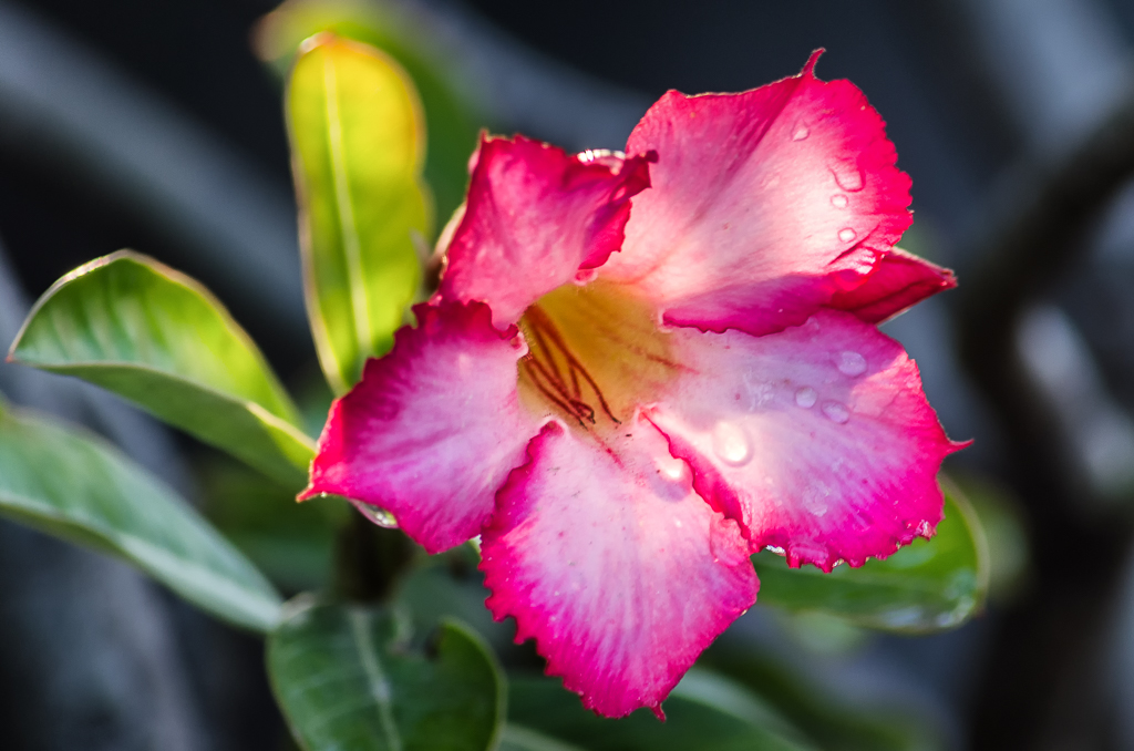 dropflower-1.jpg