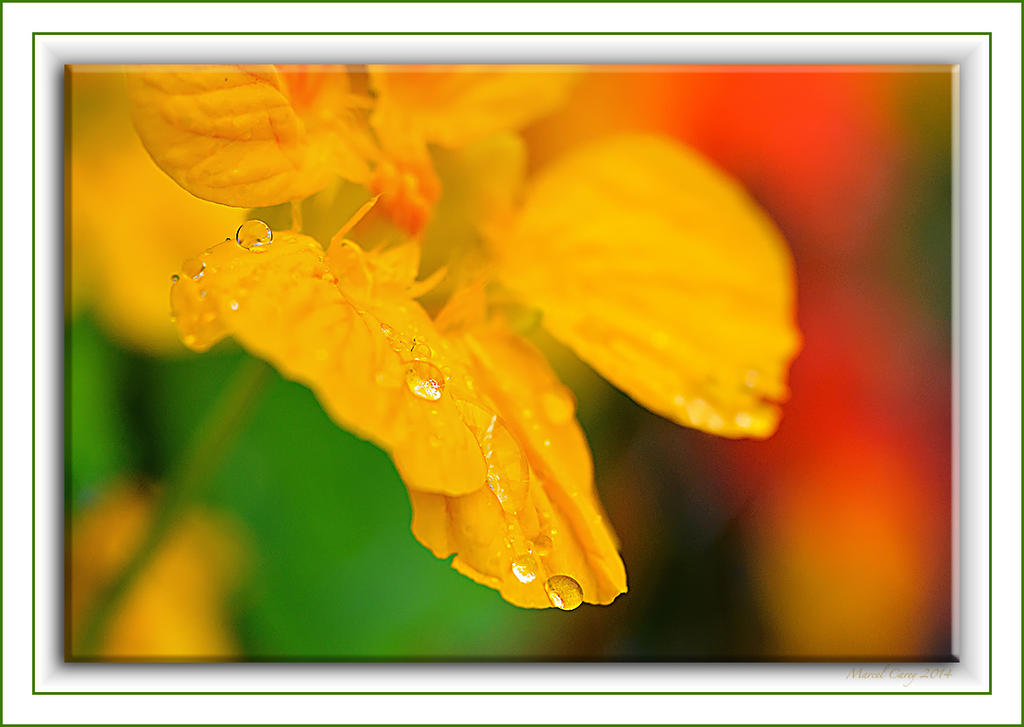 droplets.jpg