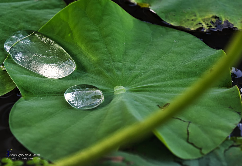 drops-1.jpg
