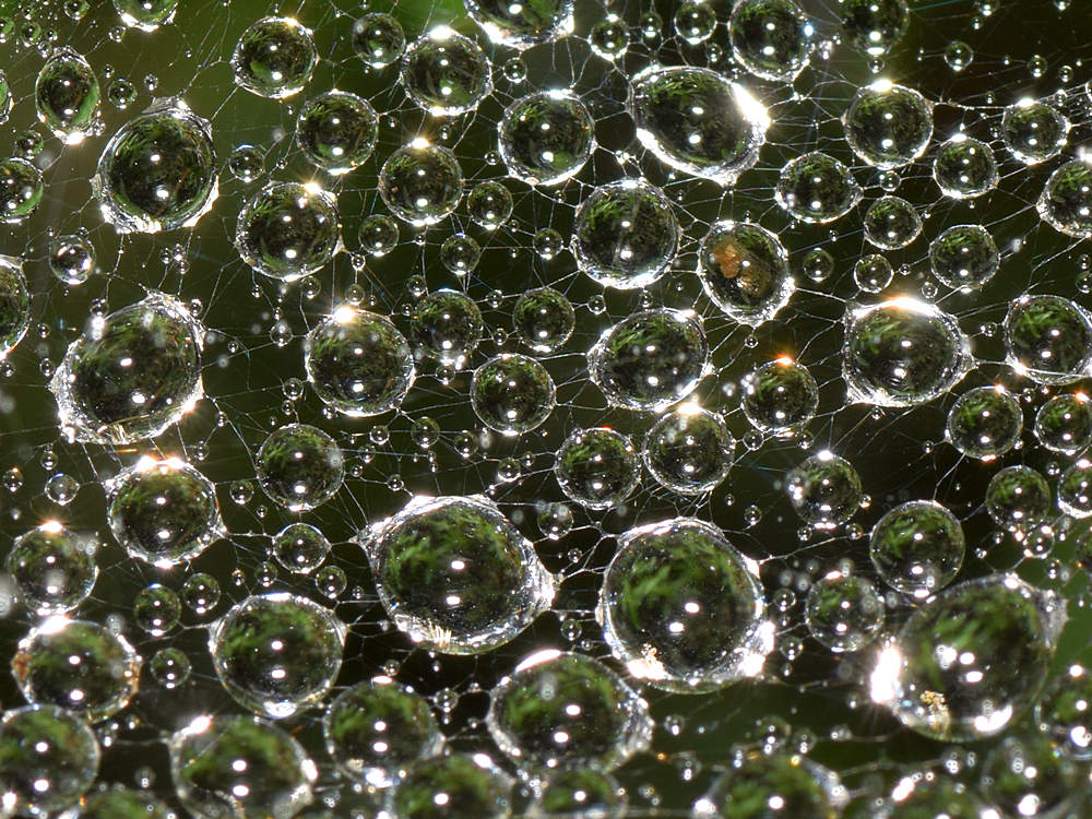 Drops2.jpg