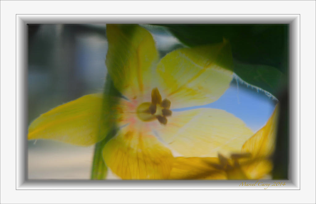 drowned flower.jpg