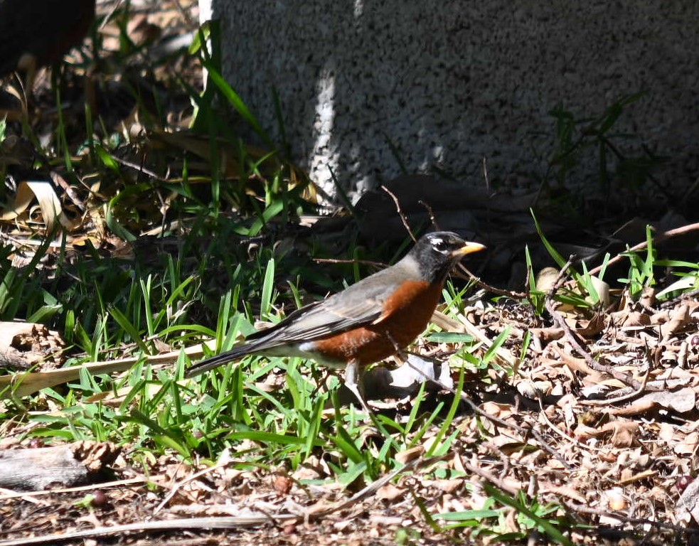 Drunken Robins.JPG