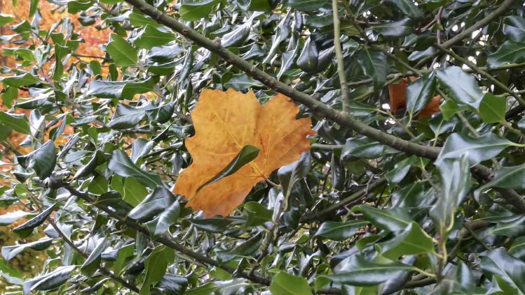 DSC00592.jpg