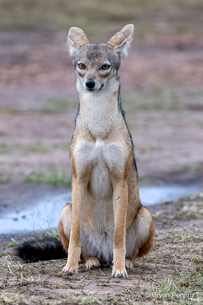 DSC1505_jackal_bp.jpg