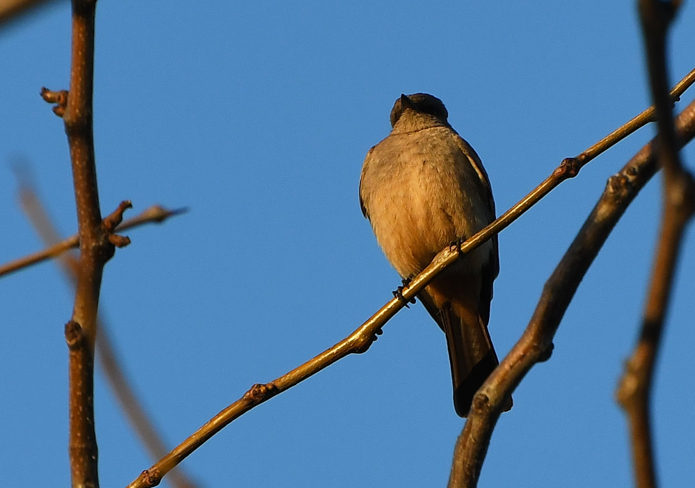 DSC_0001.JPG