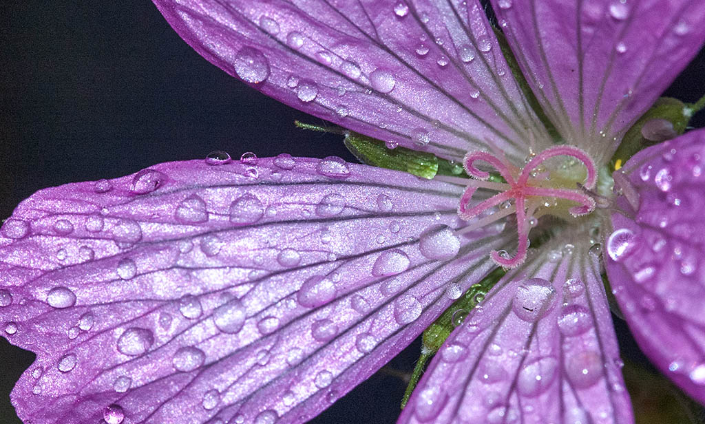 DSC_0001.jpg