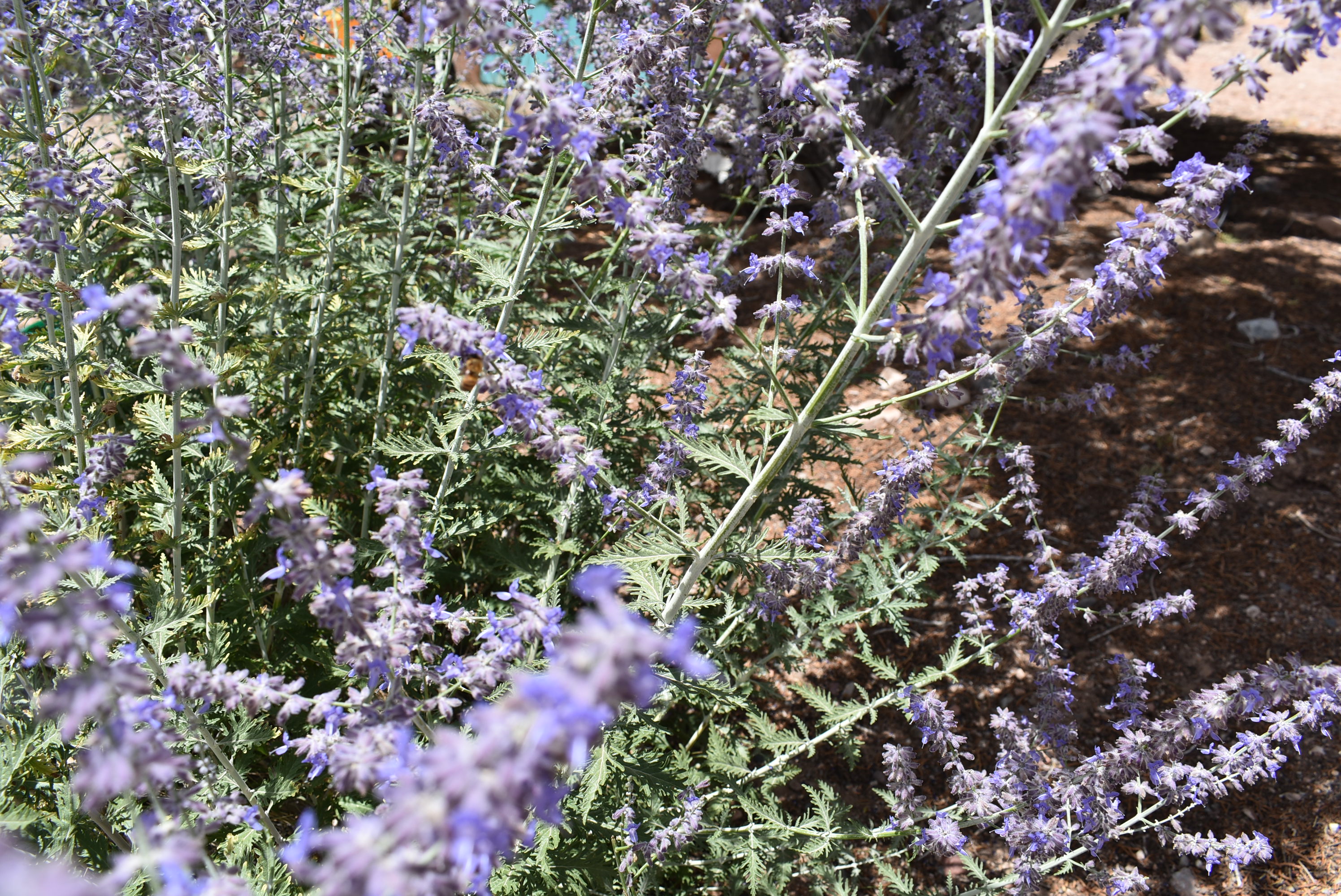 DSC_0002.JPG
