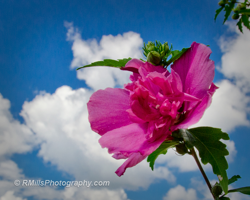DSC_0002_2766.jpg