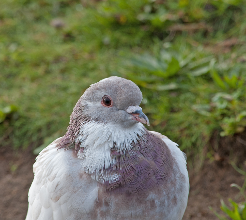 DSC_0003.jpg