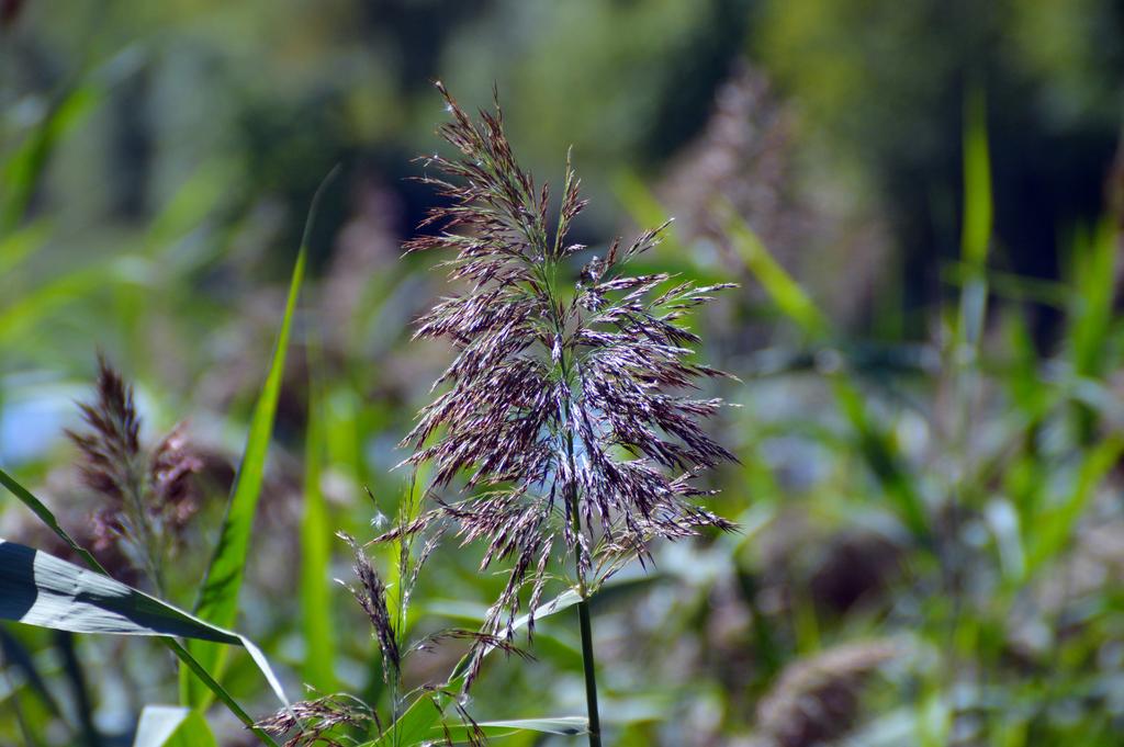 DSC_0004.jpg