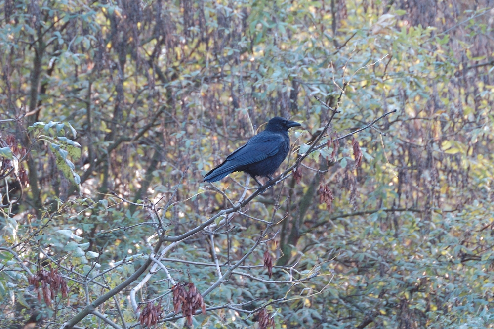 DSC_0005_01.JPG
