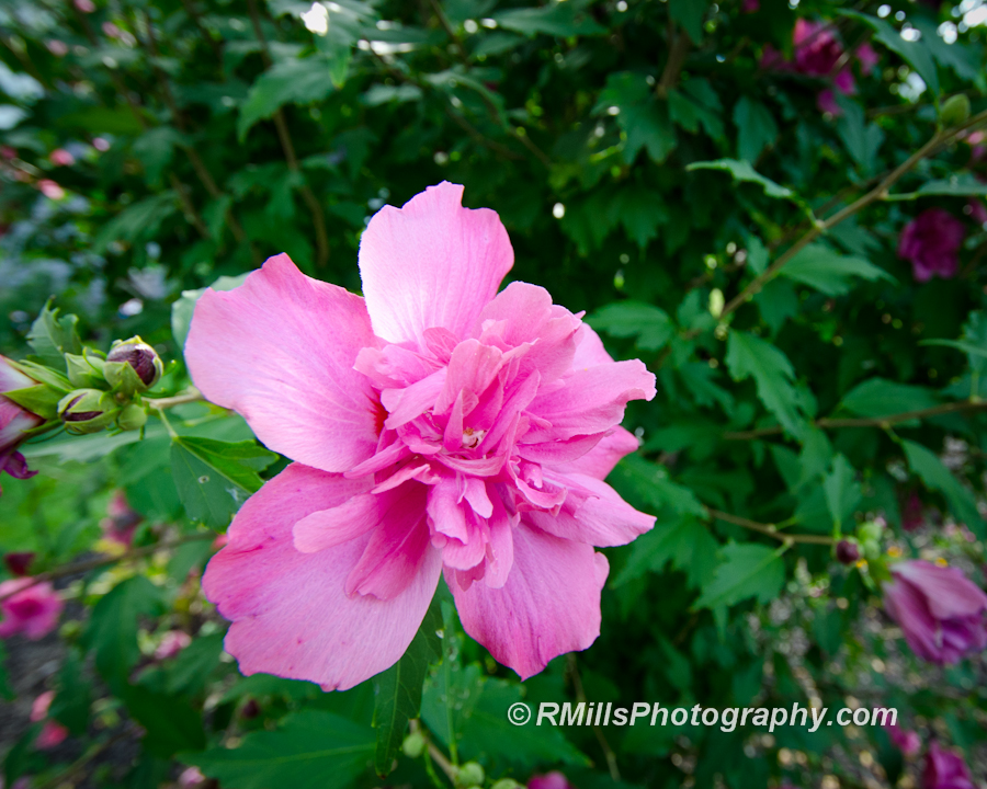 DSC_0005_3058.jpg
