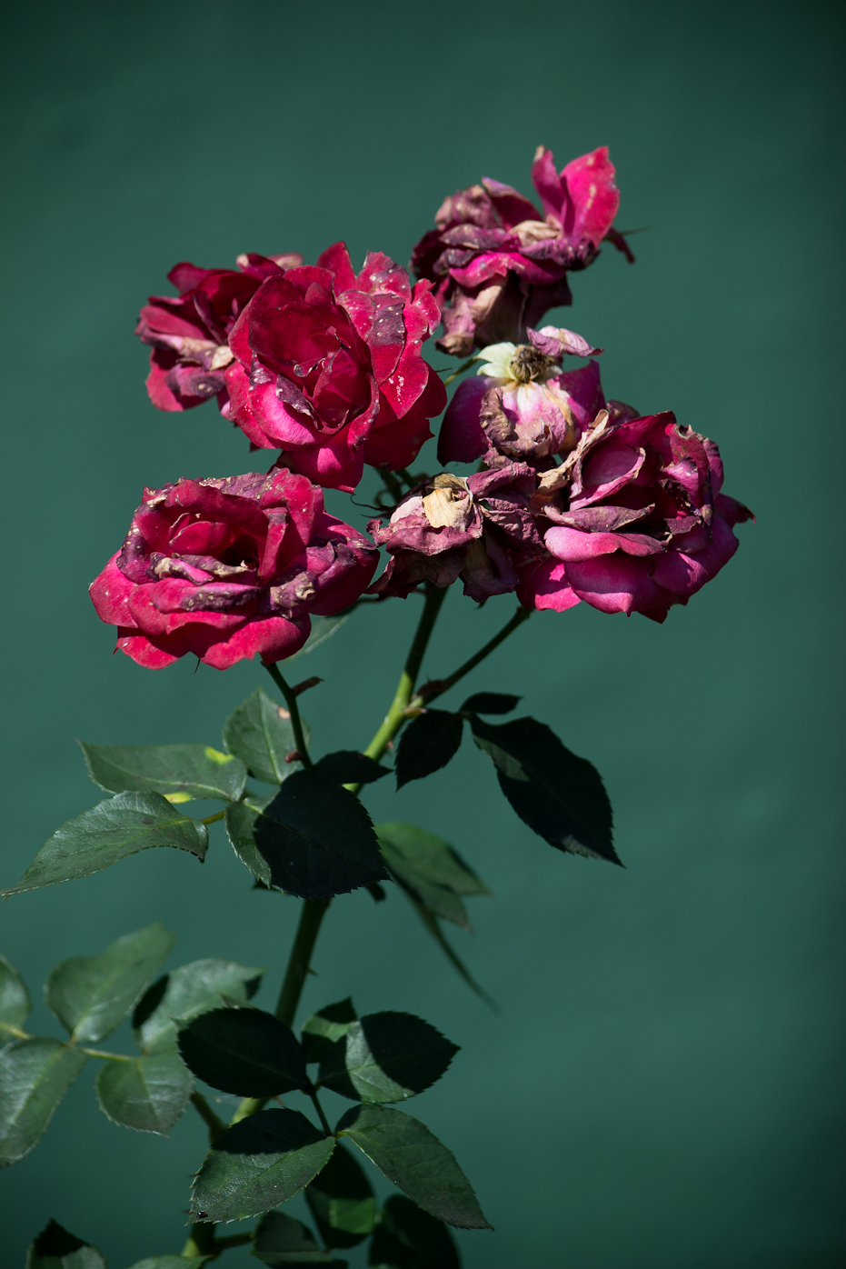 DSC_0006-4.jpg