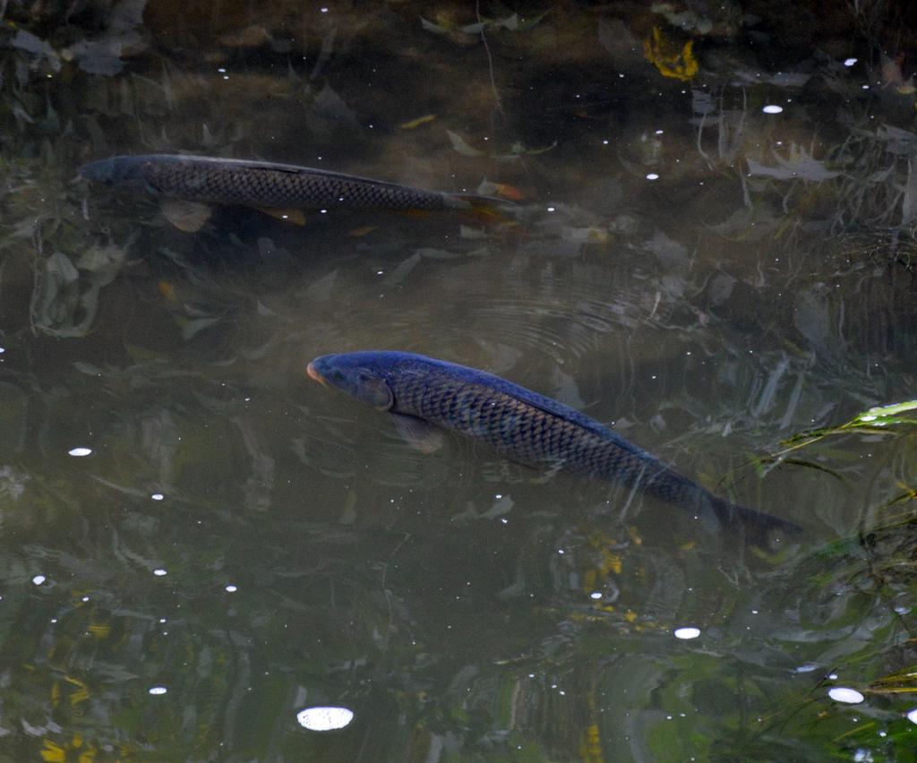 DSC_0006.jpg