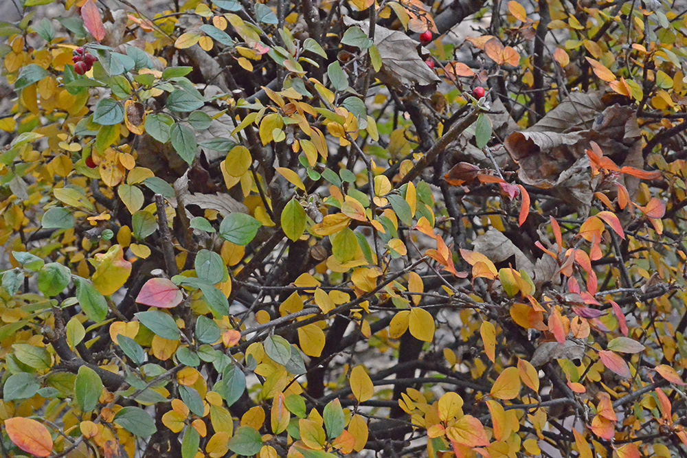 DSC_0006.jpg