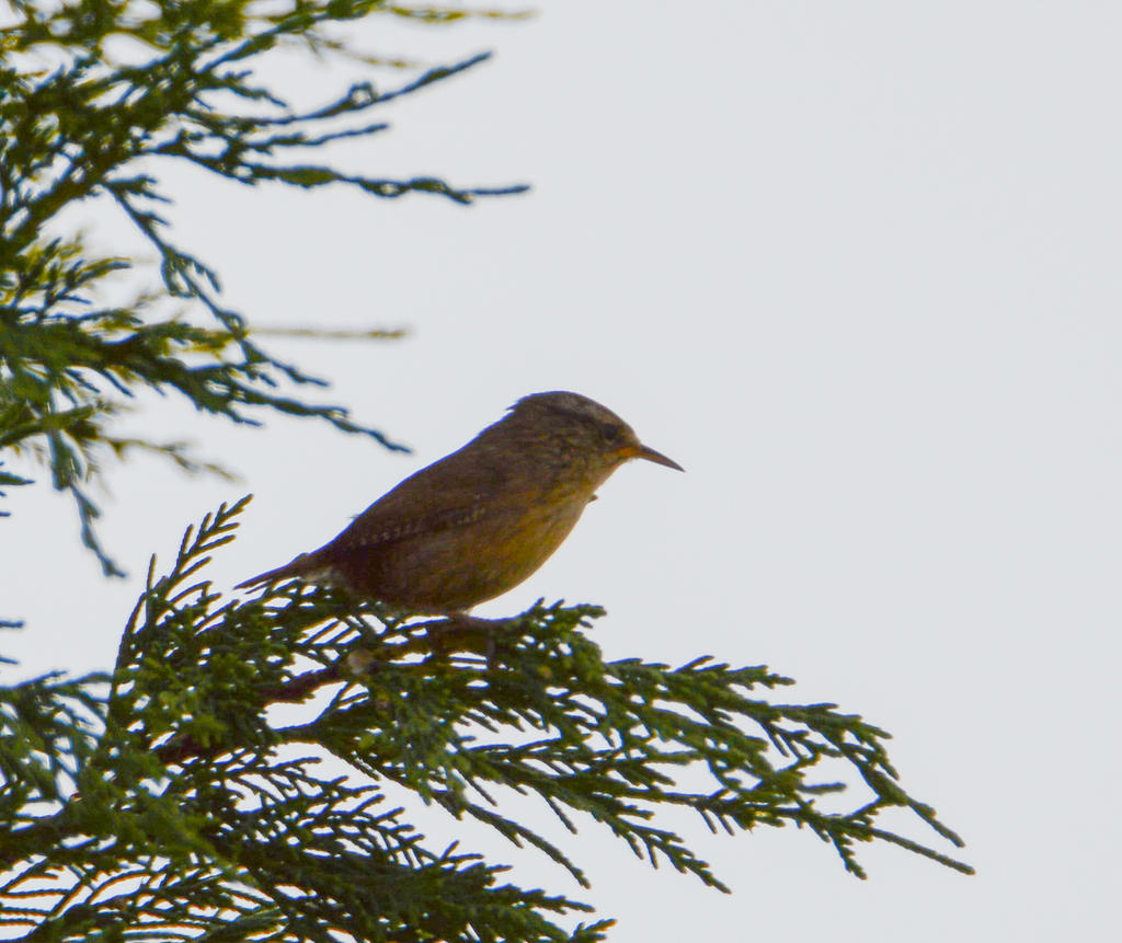 DSC_0007.jpg