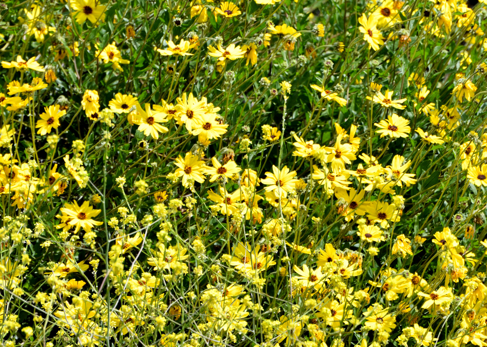 DSC_0007.JPG