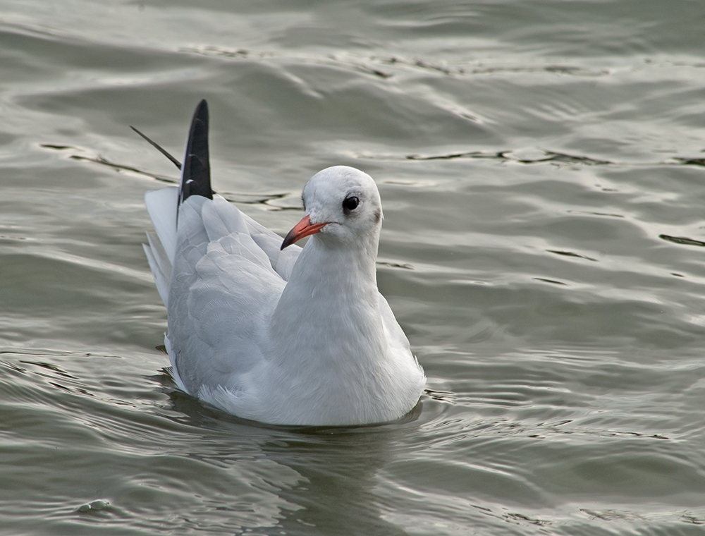 DSC_0008.jpg