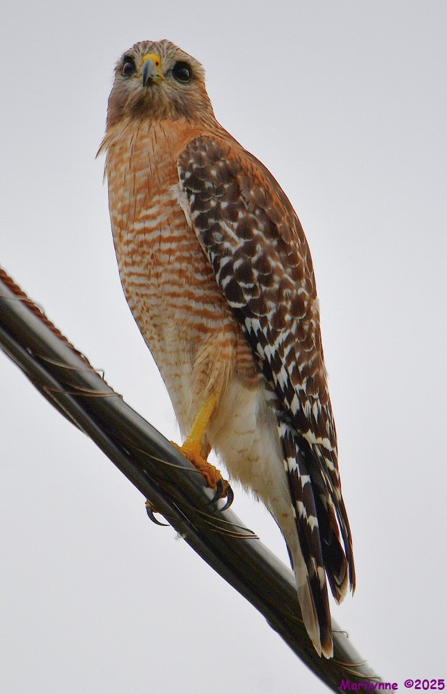 DSC_0008_001.JPG