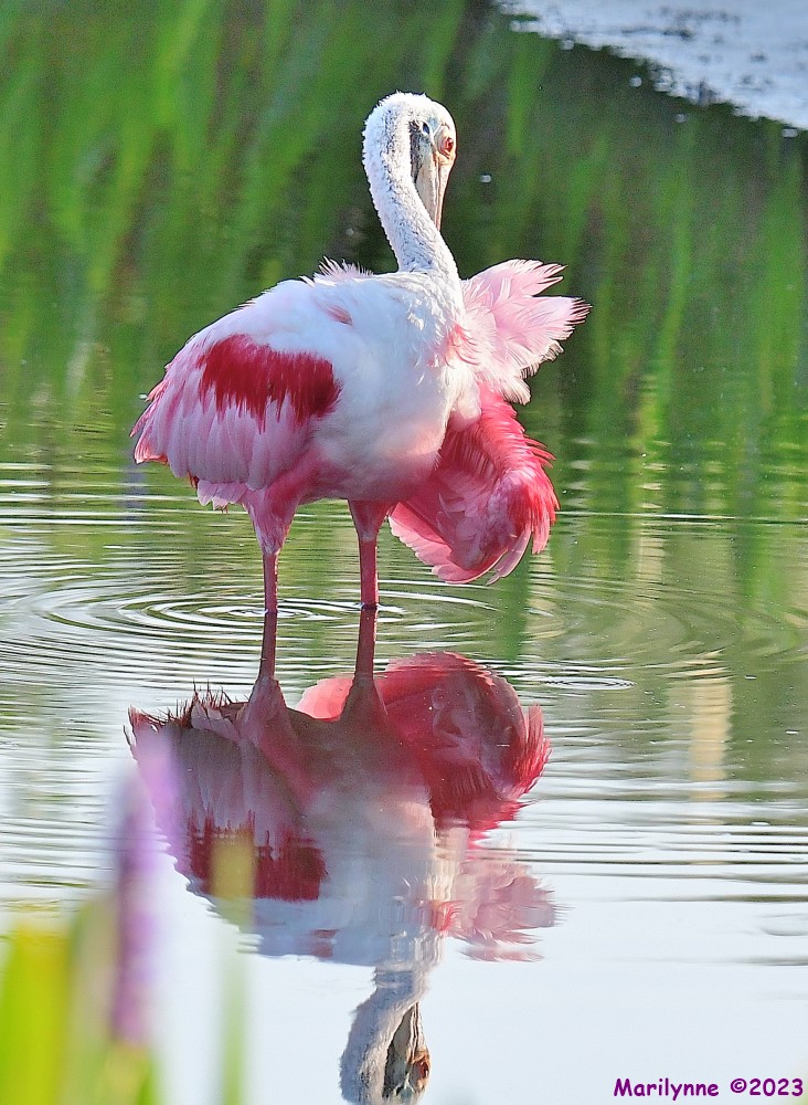 DSC_0009_001.JPG
