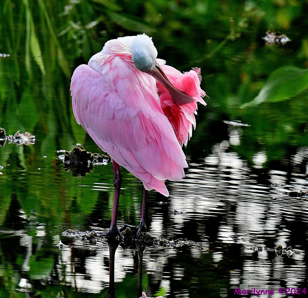 DSC_0009_001.JPG