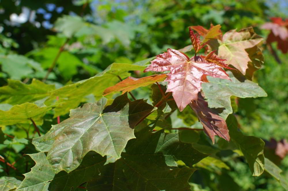 DSC_0010.JPG