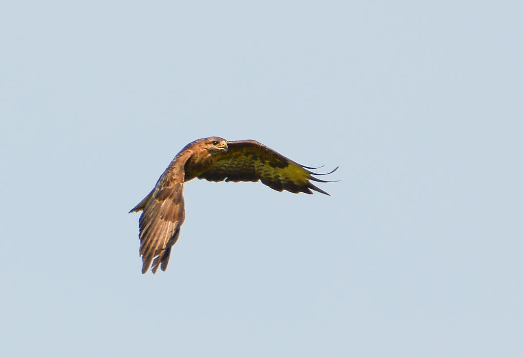 DSC_0011.jpg