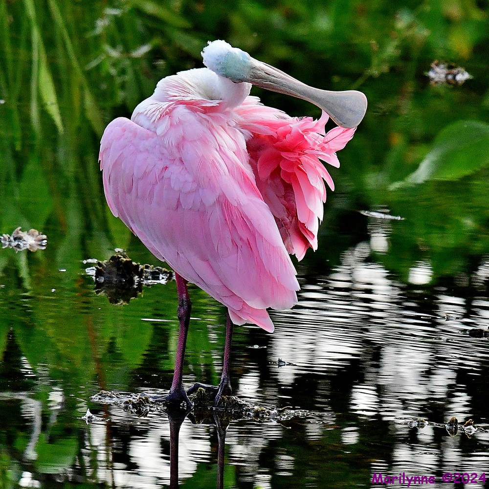 DSC_0011_001.JPG
