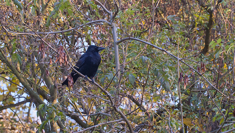 DSC_0012.jpg