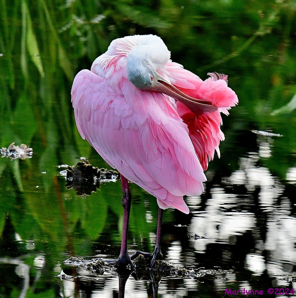 DSC_0012_001.JPG