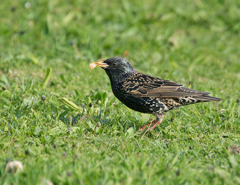 DSC_0013.jpg
