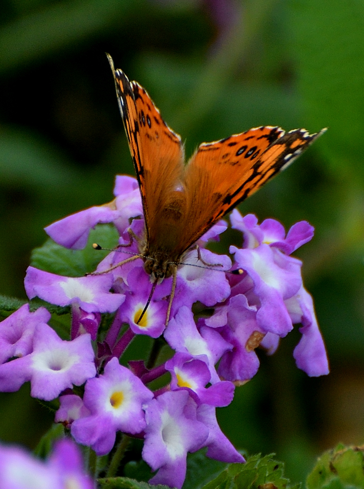 DSC_0015.JPG