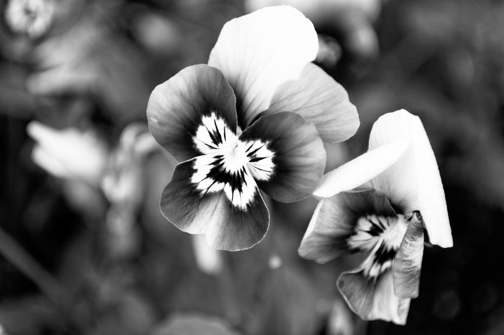 DSC_0015_DxO.jpg