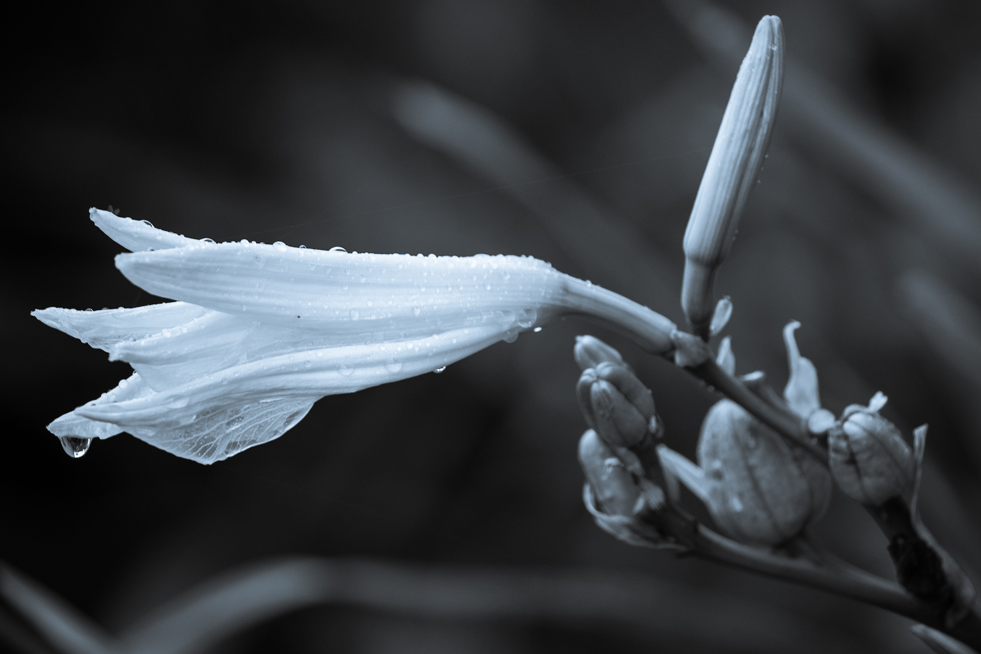 DSC_0016-4.jpg