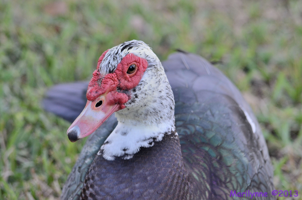 DSC_0016_001.JPG