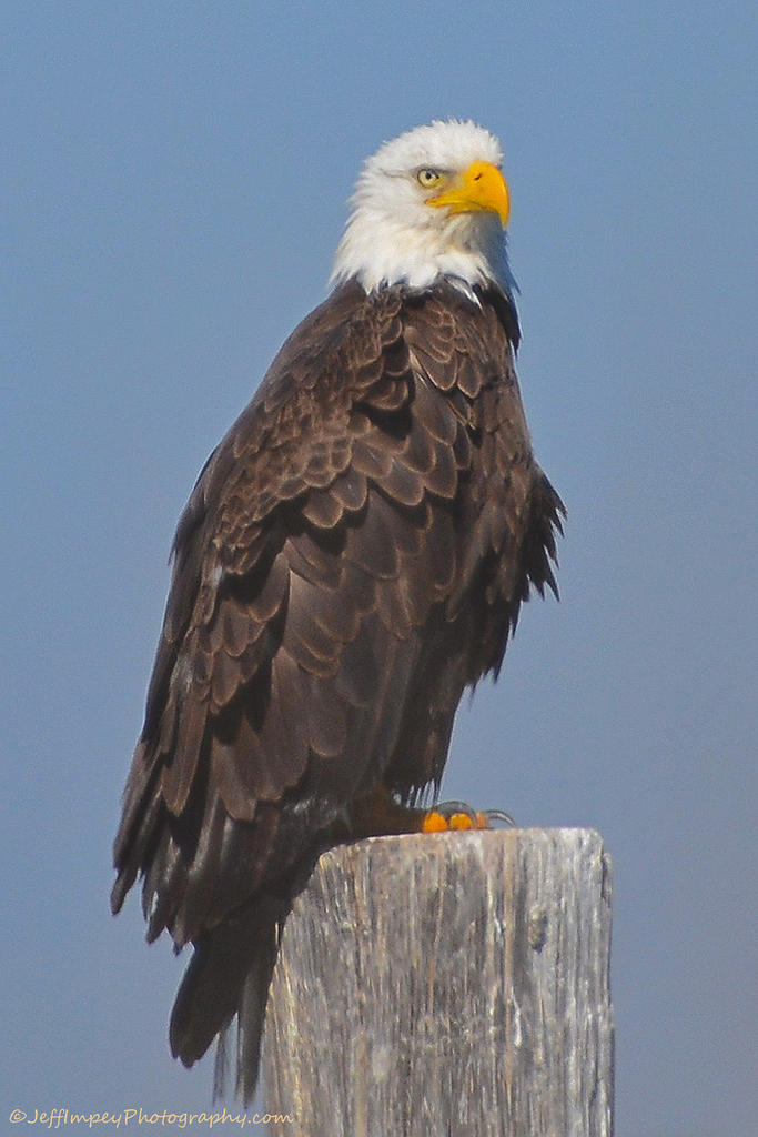 DSC_0017.jpg