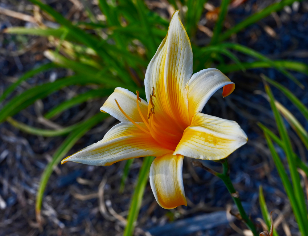 DSC_0018.jpg