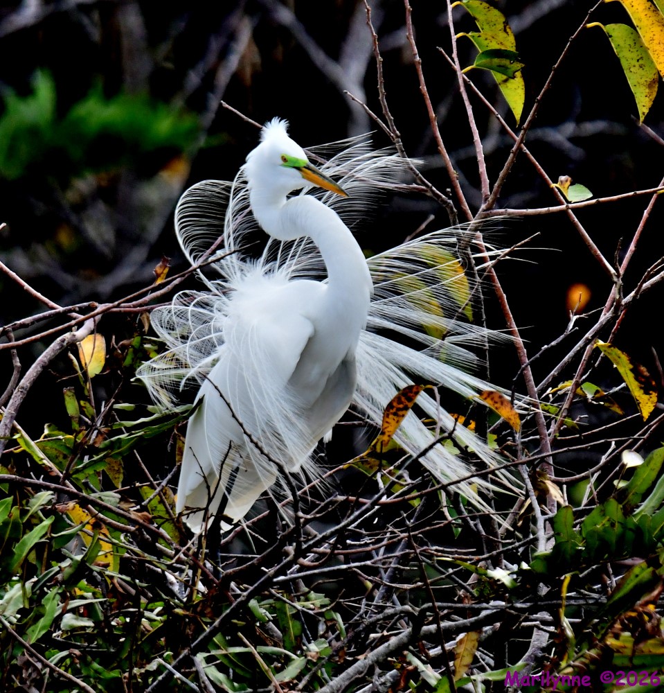 DSC_0019_001.JPG