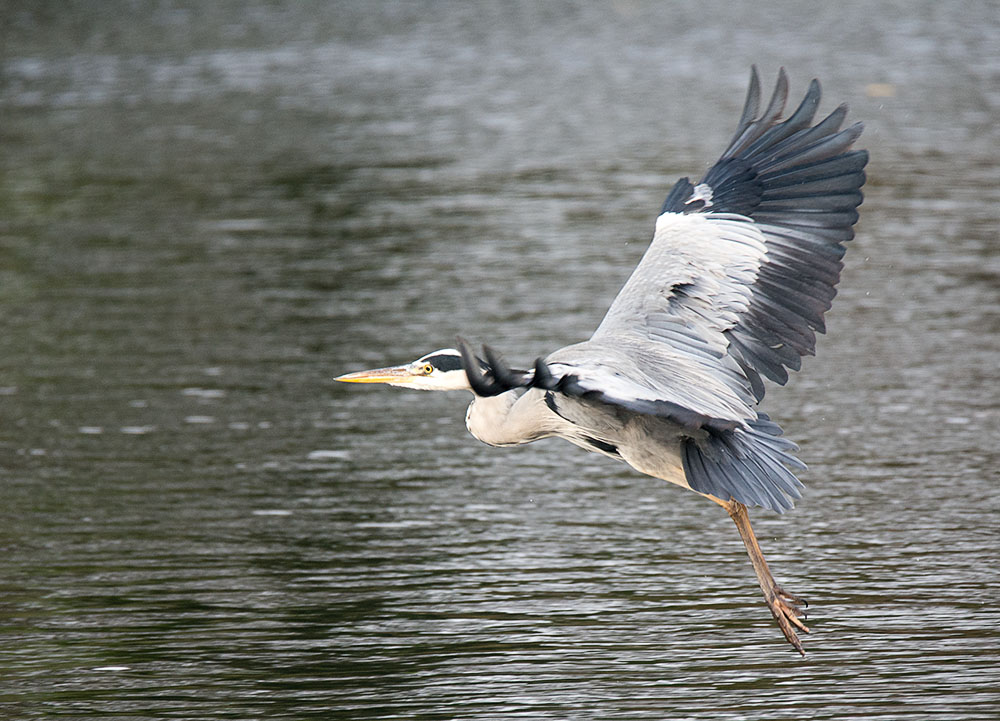 DSC_0020.jpg