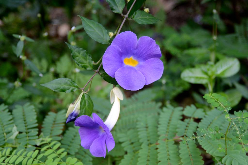 DSC_0020.jpg