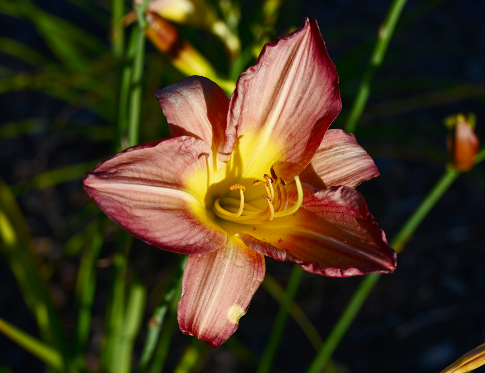 DSC_0020.jpg