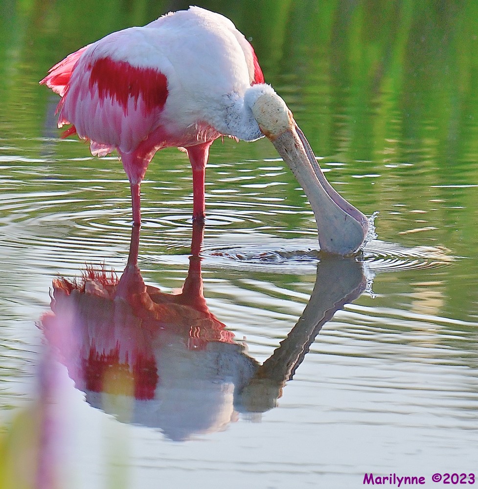 DSC_0020_001.JPG