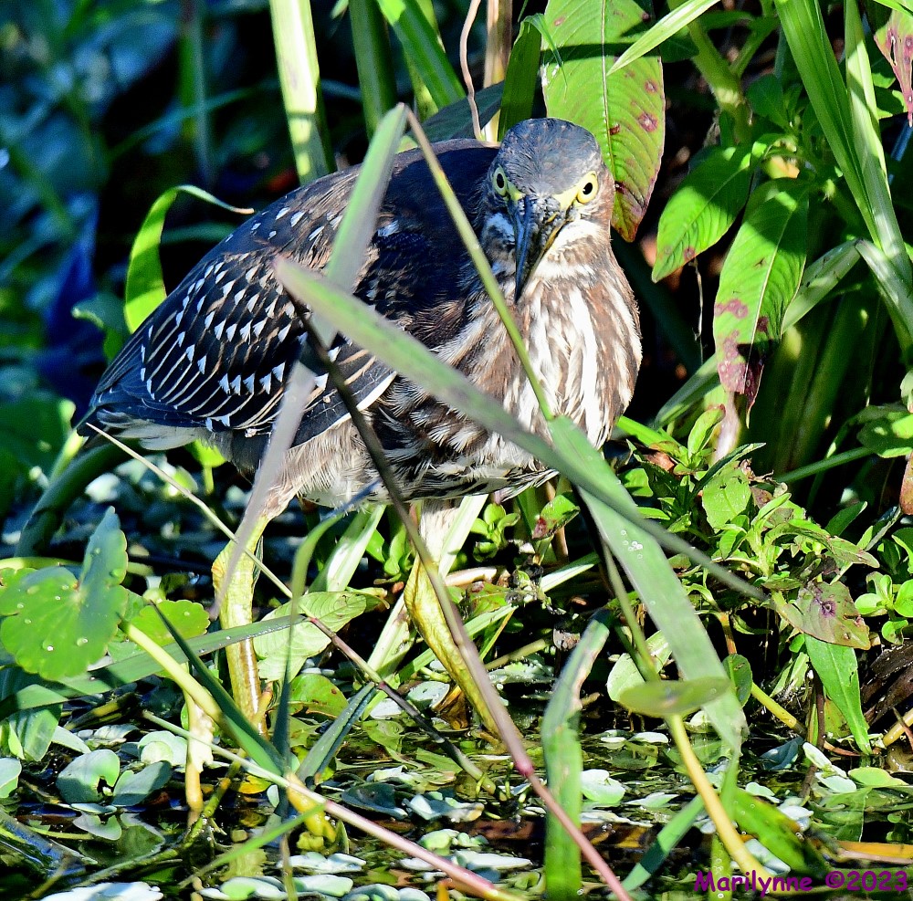 DSC_0021_001.JPG